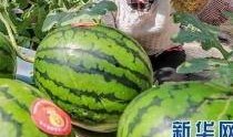 911爆料最新消息今日吃瓜,今日吃瓜大揭秘，真相令人震惊！